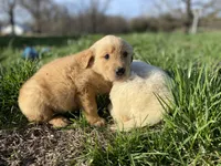 Joe, a male Golden Retriever for sale in Murphysboro, IL – Photo 4 of 5