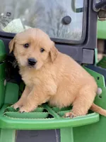 Joe, a male Golden Retriever for sale in Murphysboro, IL – Photo 2 of 5