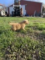 Joe, a male Golden Retriever for sale in Murphysboro, IL – Photo 5 of 5