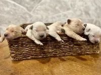 Binky, a female Golden Retriever for sale in Murphysboro, IL – Photo 4 of 6