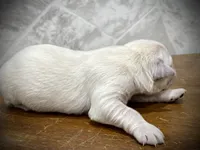 Binky, a female Golden Retriever for sale in Murphysboro, IL – Photo 2 of 6