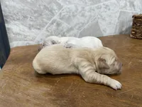 Binky, a female Golden Retriever for sale in Murphysboro, IL – Photo 5 of 6