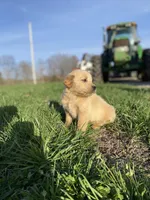 Skippy AKC, a male Golden Retriever for sale in Murphysboro, IL – Photo 3 of 4