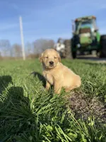 Skippy AKC, a male Golden Retriever for sale in Murphysboro, IL – Photo 4 of 4