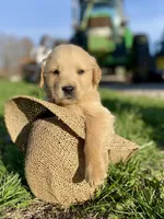 Skippy AKC, a male Golden Retriever for sale in Murphysboro, IL – Photo 1 of 4