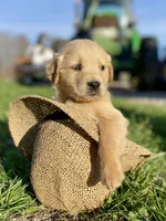 Skippy AKC, a male Golden Retriever for sale in Murphysboro, IL – Photo 2 of 4