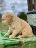 Bilbo AKC, a male Golden Retriever for sale in Murphysboro, IL – Photo 4 of 5