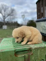 Bilbo AKC, a male Golden Retriever for sale in Murphysboro, IL – Photo 5 of 5