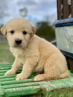 Bilbo AKC, a male Golden Retriever for sale in Murphysboro, IL – Photo 3 of 5