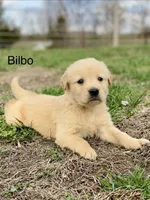 Bilbo AKC, a male Golden Retriever for sale in Murphysboro, IL – Photo 1 of 5