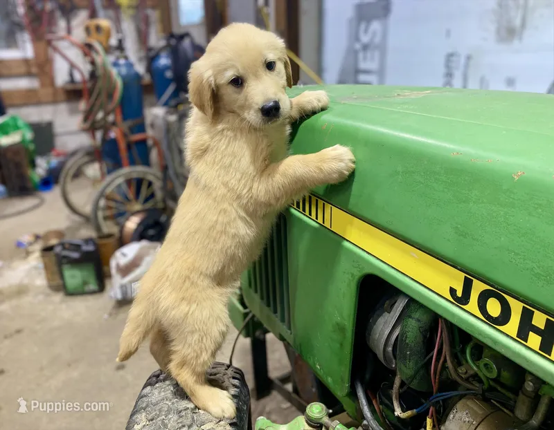 Jiji AKC – Golden Retriever puppy for sale in Murphysboro, IL