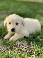 Jiji, a male Golden Retriever for sale in Murphysboro, IL – Photo 3 of 5
