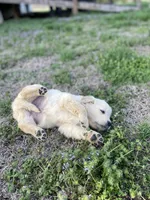 Jiji, a male Golden Retriever for sale in Murphysboro, IL – Photo 5 of 5