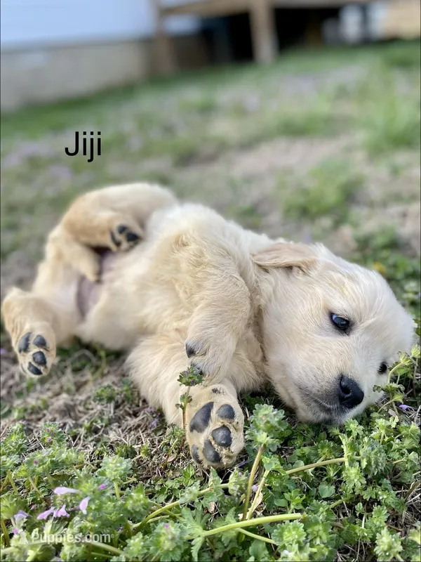 Jiji – Golden Retriever puppy for sale in Murphysboro, IL