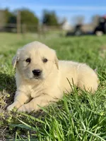 Jiji, a male Golden Retriever for sale in Murphysboro, IL – Photo 4 of 5