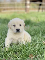 Jiji, a male Golden Retriever for sale in Murphysboro, IL – Photo 2 of 5