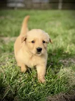 Willis AKC, a male Golden Retriever for sale in Murphysboro, IL – Photo 1 of 4