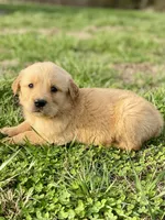 Willis AKC, a male Golden Retriever for sale in Murphysboro, IL – Photo 3 of 4