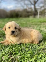 Willis AKC, a male Golden Retriever for sale in Murphysboro, IL – Photo 4 of 4