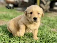 Willis AKC, a male Golden Retriever for sale in Murphysboro, IL – Photo 2 of 4