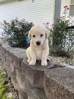 Bailey, a female Golden Retriever for sale in Murphysboro, IL – Photo 5 of 5