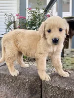 Bailey, a female Golden Retriever for sale in Murphysboro, IL – Photo 3 of 5