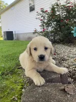 Bailey, a female Golden Retriever for sale in Murphysboro, IL – Photo 4 of 5