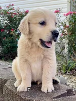 Bailey, a female Golden Retriever for sale in Murphysboro, IL – Photo 2 of 5