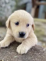 Bailey, a female Golden Retriever for sale in Murphysboro, IL – Photo 1 of 5