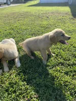 Bingo AKC, a male Golden Retriever for sale in Murphysboro, IL – Photo 6 of 8