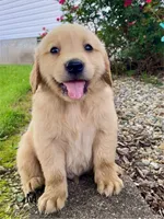 Bingo AKC, a male Golden Retriever for sale in Murphysboro, IL – Photo 2 of 8