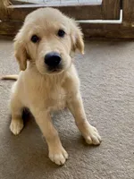 Bingo AKC, a male Golden Retriever for sale in Murphysboro, IL – Photo 5 of 8