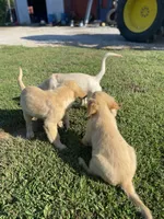 Bingo AKC, a male Golden Retriever for sale in Murphysboro, IL – Photo 7 of 8