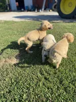 Bingo AKC, a male Golden Retriever for sale in Murphysboro, IL – Photo 8 of 8