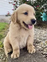 Bingo AKC, a male Golden Retriever for sale in Murphysboro, IL – Photo 3 of 8