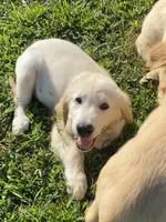Bingo AKC, a male Golden Retriever for sale in Murphysboro, IL – Photo 1 of 8