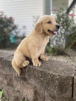 Bingo AKC, a male Golden Retriever for sale in Murphysboro, IL – Photo 4 of 8