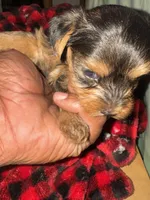 Sazon, a male Yorkshire Terrier for sale in Brooklyn, NY – 2 of 2