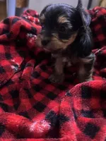 Mama, a female Yorkshire Terrier for sale in Brooklyn, NY – 2 of 2