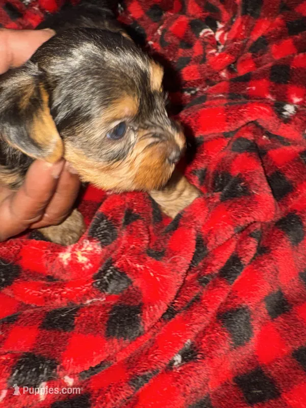 Sazon – Yorkshire Terrier puppy for sale in Brooklyn, NY