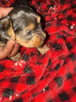 Sazon, a male Yorkshire Terrier for sale in Brooklyn, NY – 1 of 2