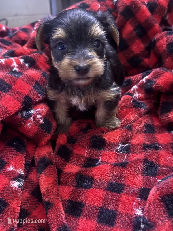 Mama – Yorkshire Terrier puppy for sale in Brooklyn, NY