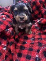 Mama, a female Yorkshire Terrier for sale in Brooklyn, NY – 1 of 2