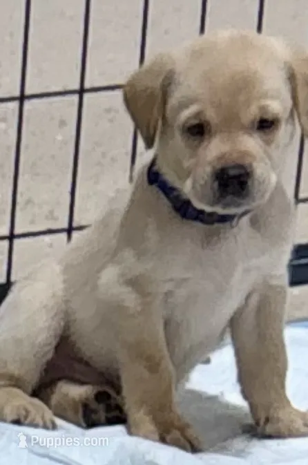 Dark blue collar – Labrador Retriever puppy for sale in Taylor, TX
