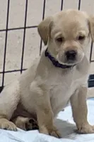 Dark blue collar, a male Labrador Retriever for sale in Taylor, TX – 1 of 5