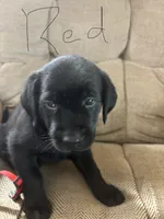 Red collar , a female Labrador Retriever for sale in Taylor, TX – 2 of 5