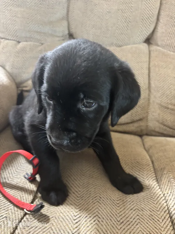 Red collar  – Labrador Retriever puppy for sale in Taylor, TX