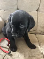 Red collar , a female Labrador Retriever for sale in Taylor, TX – 1 of 5