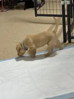 Light blue collar, a male Labrador Retriever for sale in Taylor, TX – 3 of 7