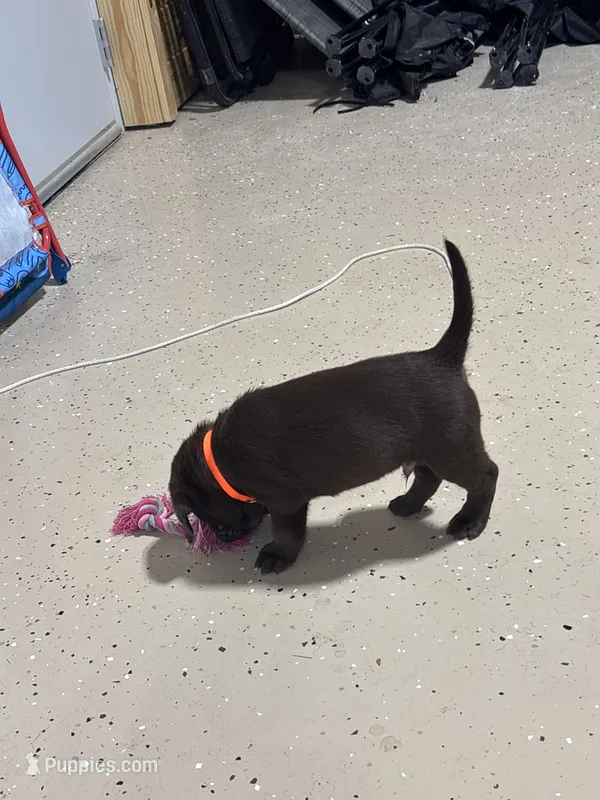 Orange color – Labrador Retriever puppy for sale in Taylor, TX